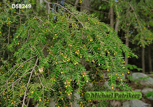 Eastern Hemlock (Tsuga canadensis)